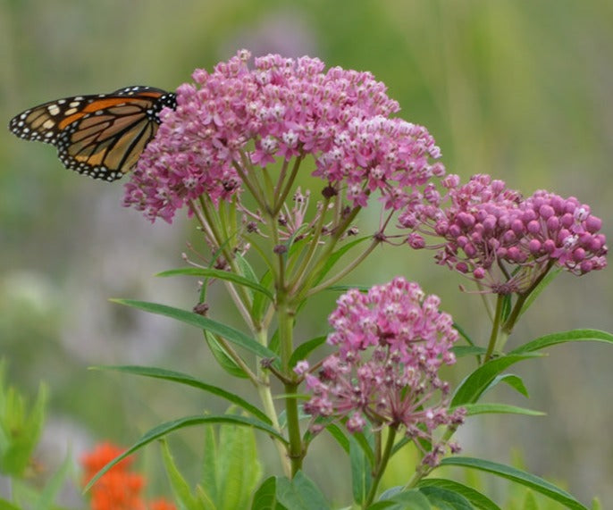 Asclepias incarnata