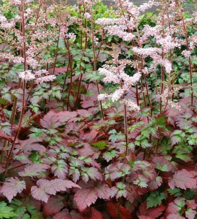 Astilbe 'Colour Flash'
