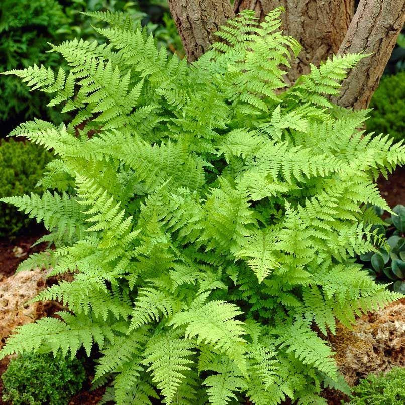 Athyrium filix-femina