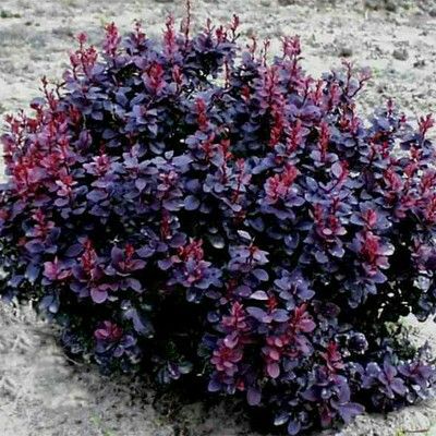 Berberis thunbergii 'Concorde'