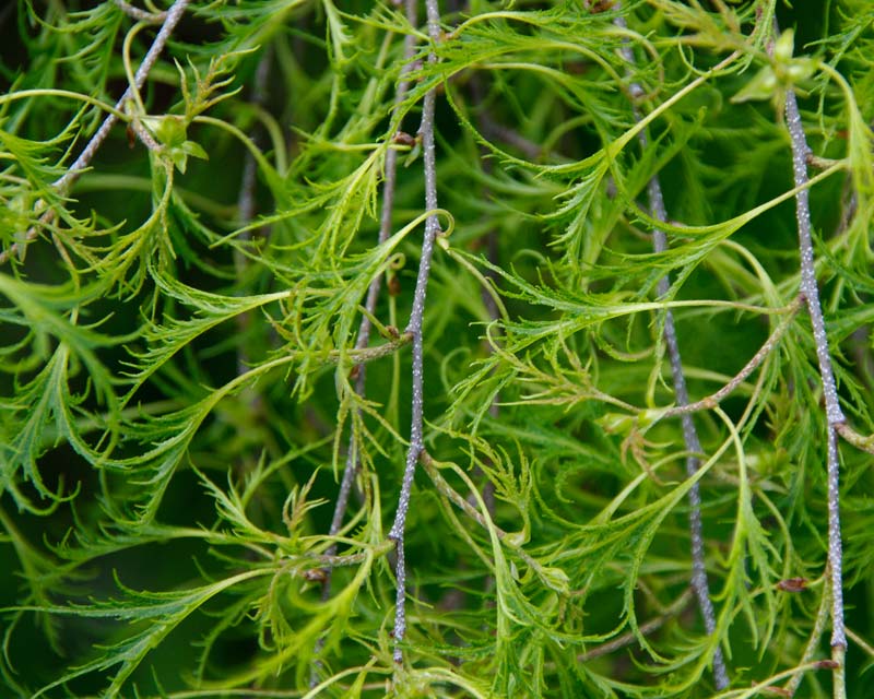 Betula pendula 'Trost's Dwarf'