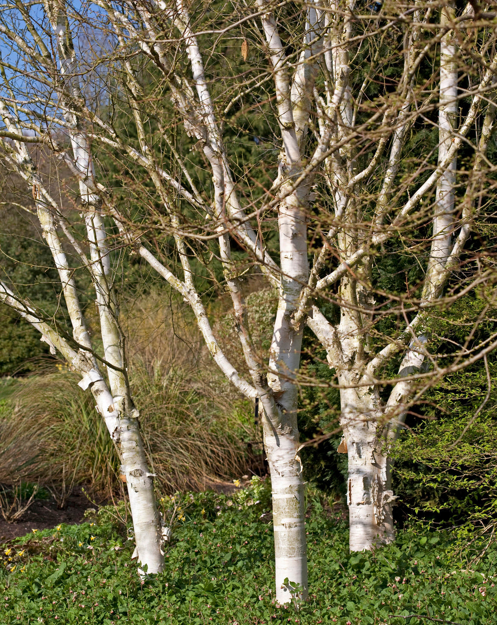 Betula utilis var. jacquemontii