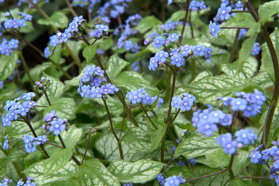 Brunnera macrophylla 'Jack Frost'