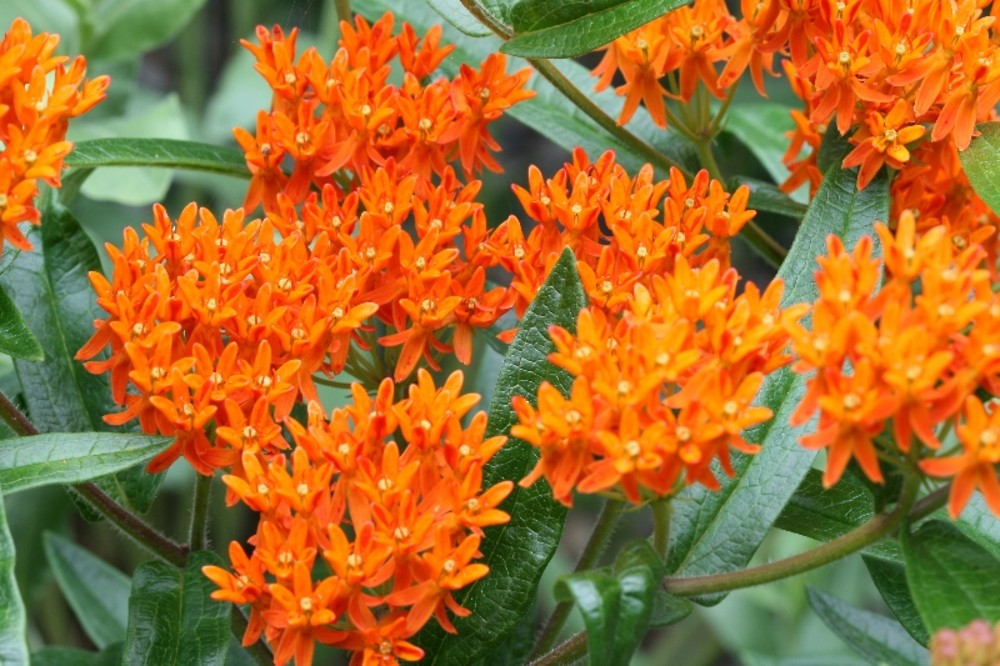Asclepias tuberosa