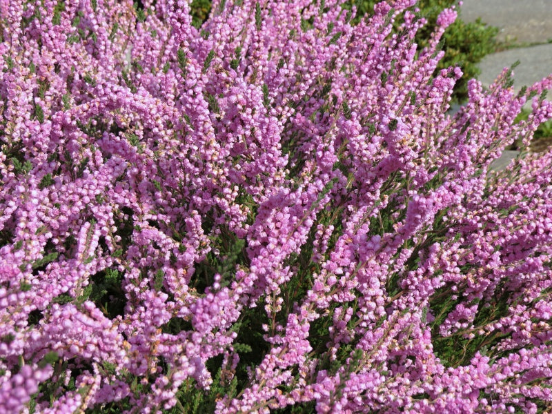Calluna vulgaris 'County Wicklow'