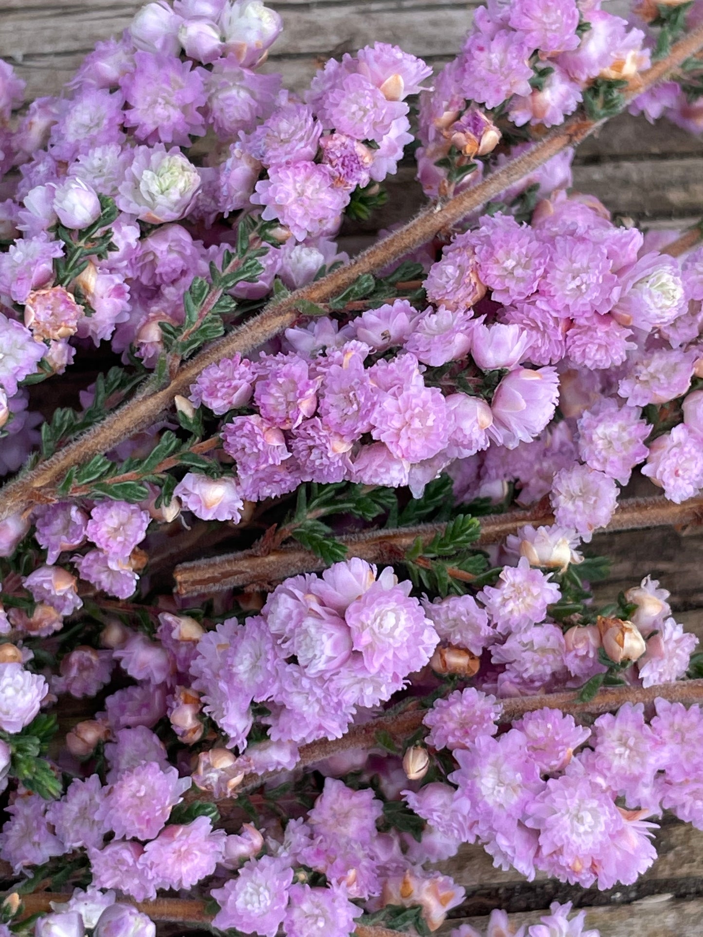 Calluna vulgaris 'H.E. Beale'
