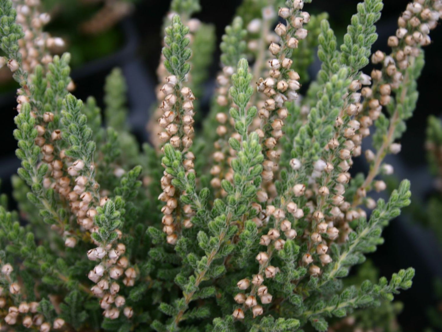 Calluna vulgaris 'Velvet Fascination'