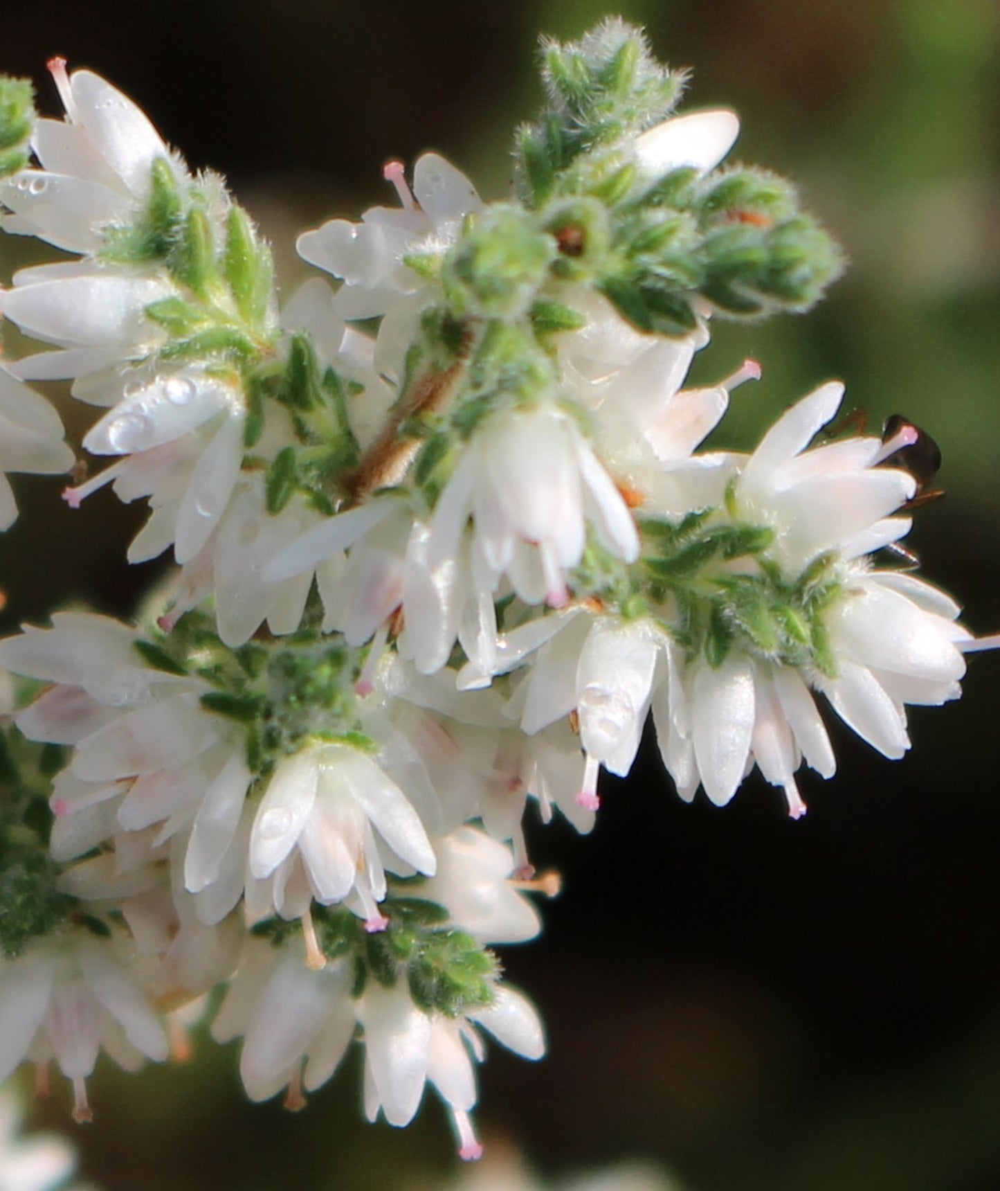 Calluna vulgaris 'Anthony Davis'