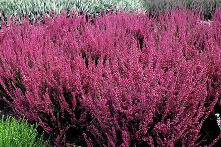 Calluna vulgaris 'Allegro'