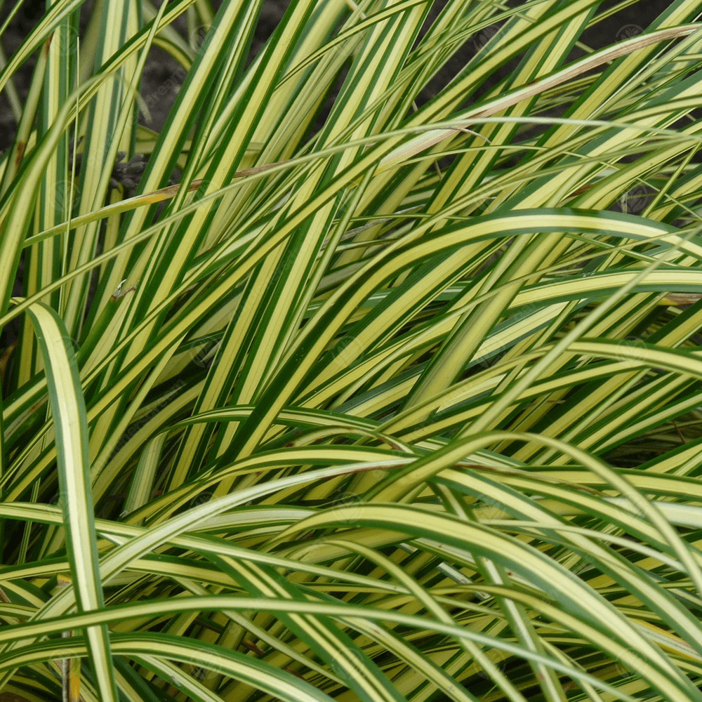 Carex oshimensis 'Evergold'