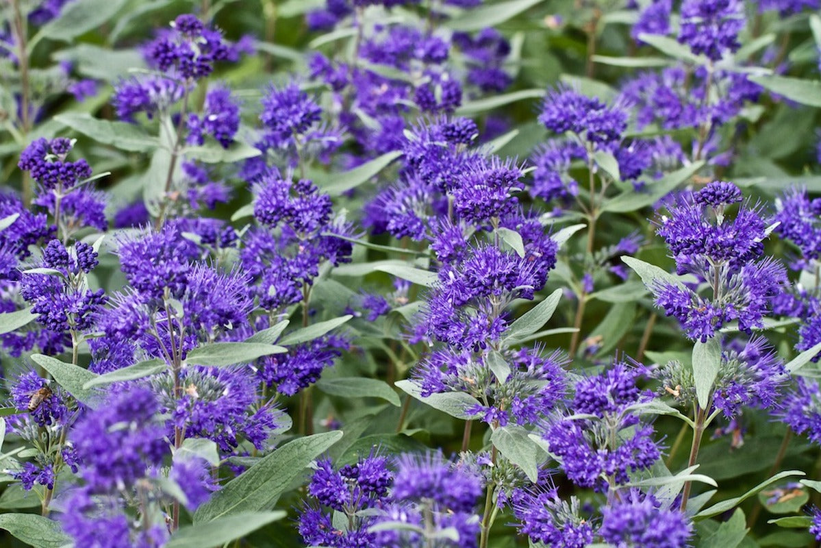 Caryopteris x clandonensis 'Dark Knight'