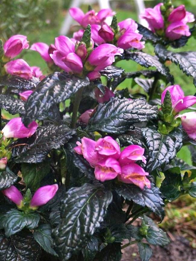 Chelone obliqua 'Tiny Tortuga'