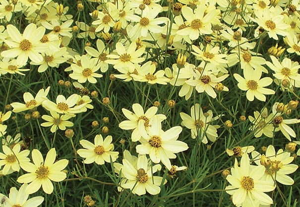 Coreopsis verticillata 'Moonbeam'