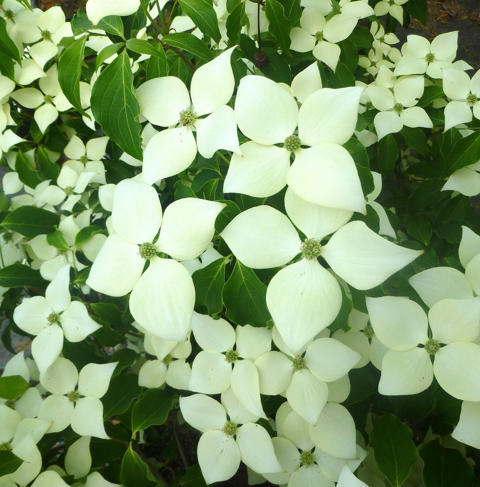 Cornus kousa 'Greensleeves'