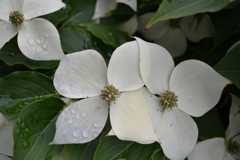 Cornus kousa 'Milky Way'