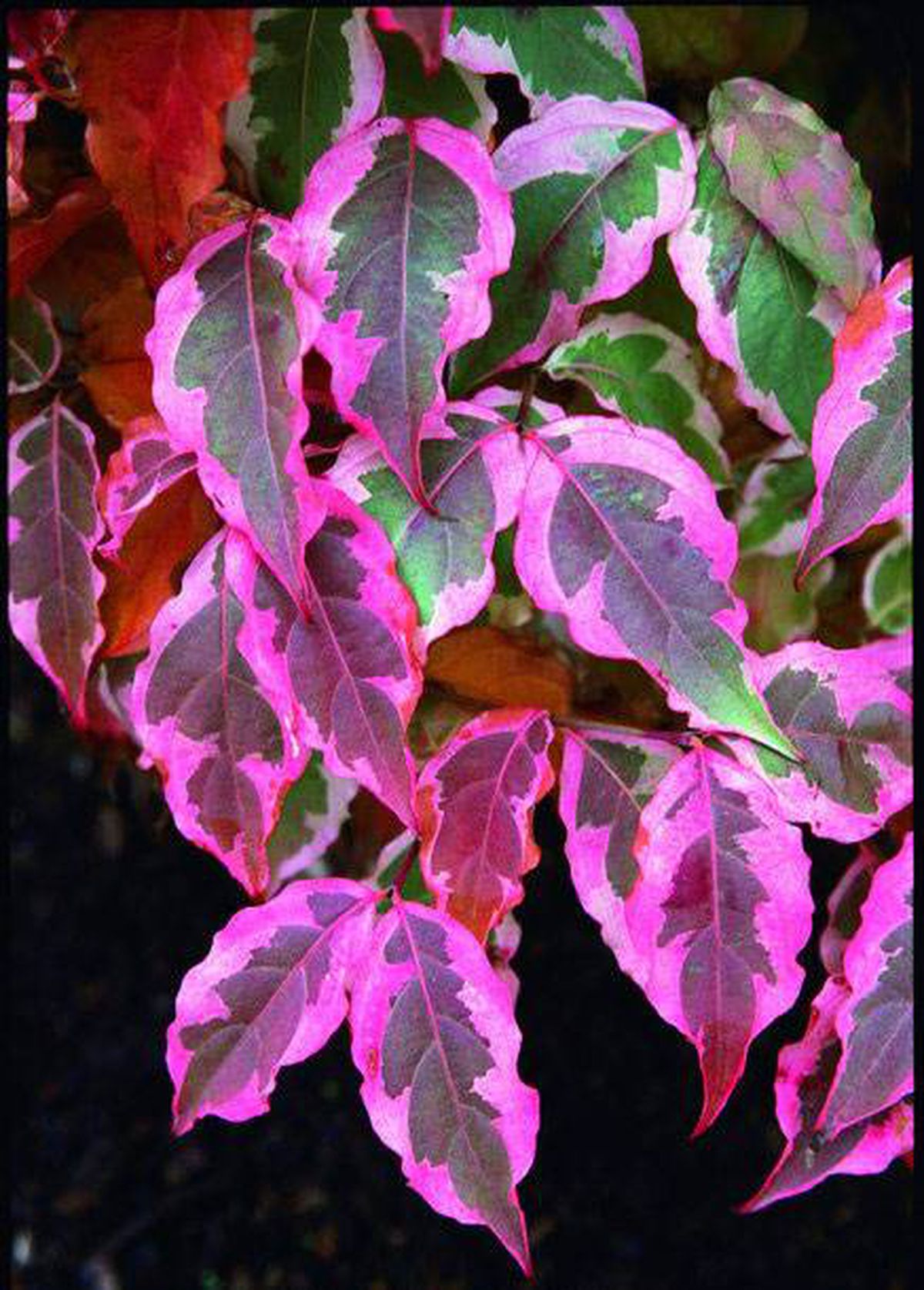 Cornus kousa 'Summer Fun'