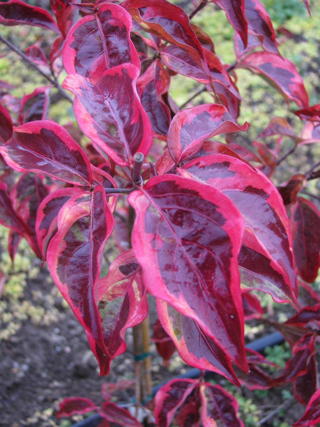 Cornus kousa 'Summer Gold'