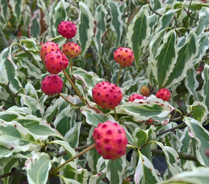 Cornus kousa 'Summer Fun'