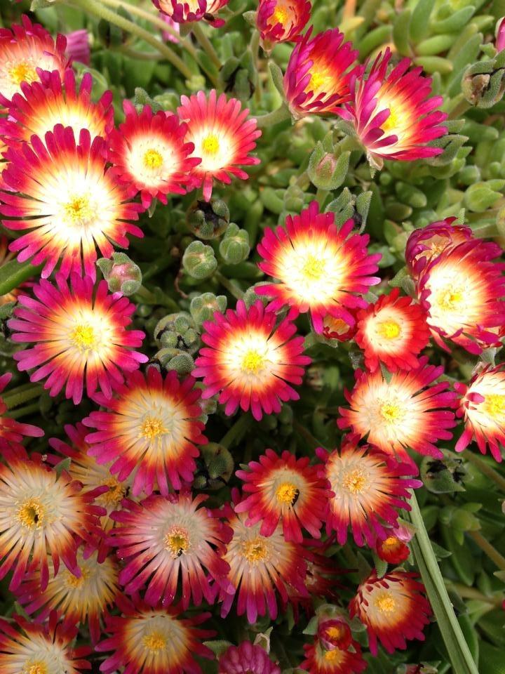 Delosperma 'Jewel of the Desert Ruby'