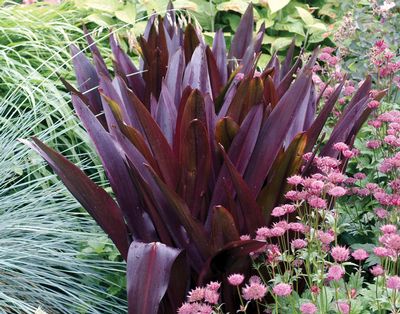 Eucomis 'Oakhurst'