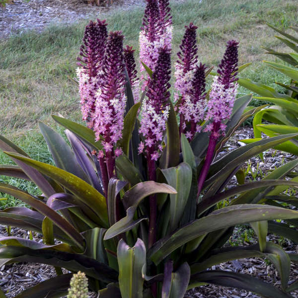 Eucomis 'Oakhurst'