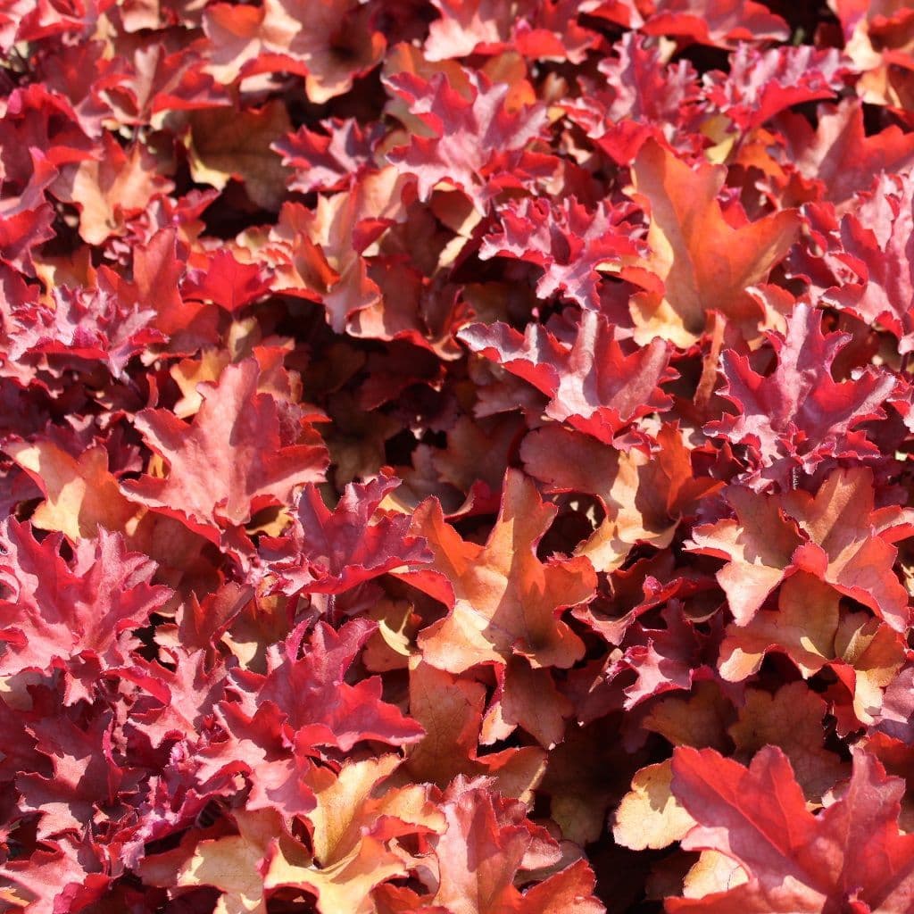 Heuchera Indian Summer 'Cranberry'
