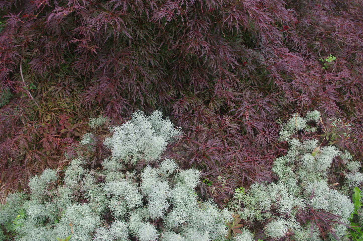 Artemisia alba 'Canescens'