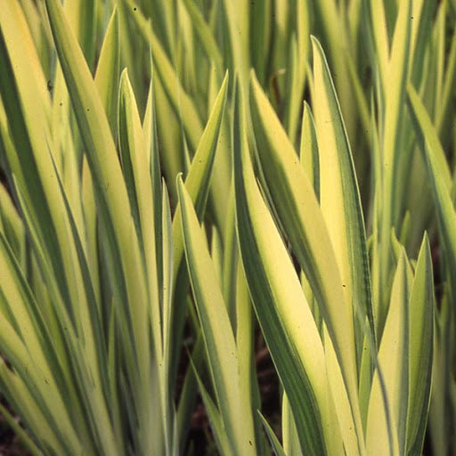 Iris pseudoacorus 'Variegata'