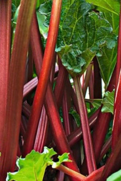 Rheum 'Canada Red'