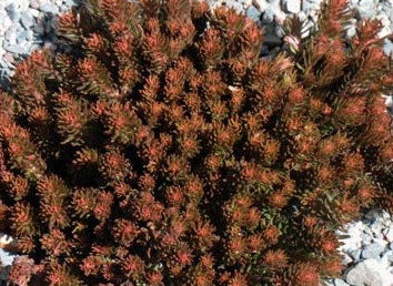 Sedum rupestre 'Chocolate Ball'