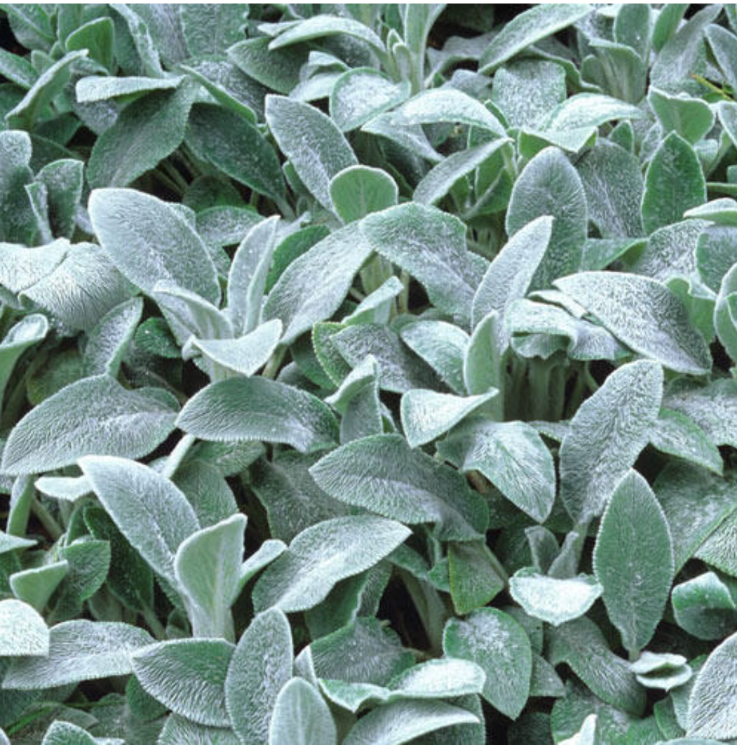 Stachys byzantina 'Silver Carpet'