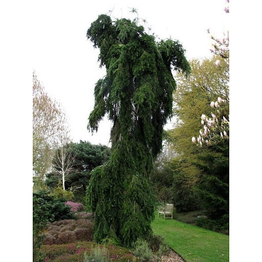 Abies nordmanniana 'Pendula'