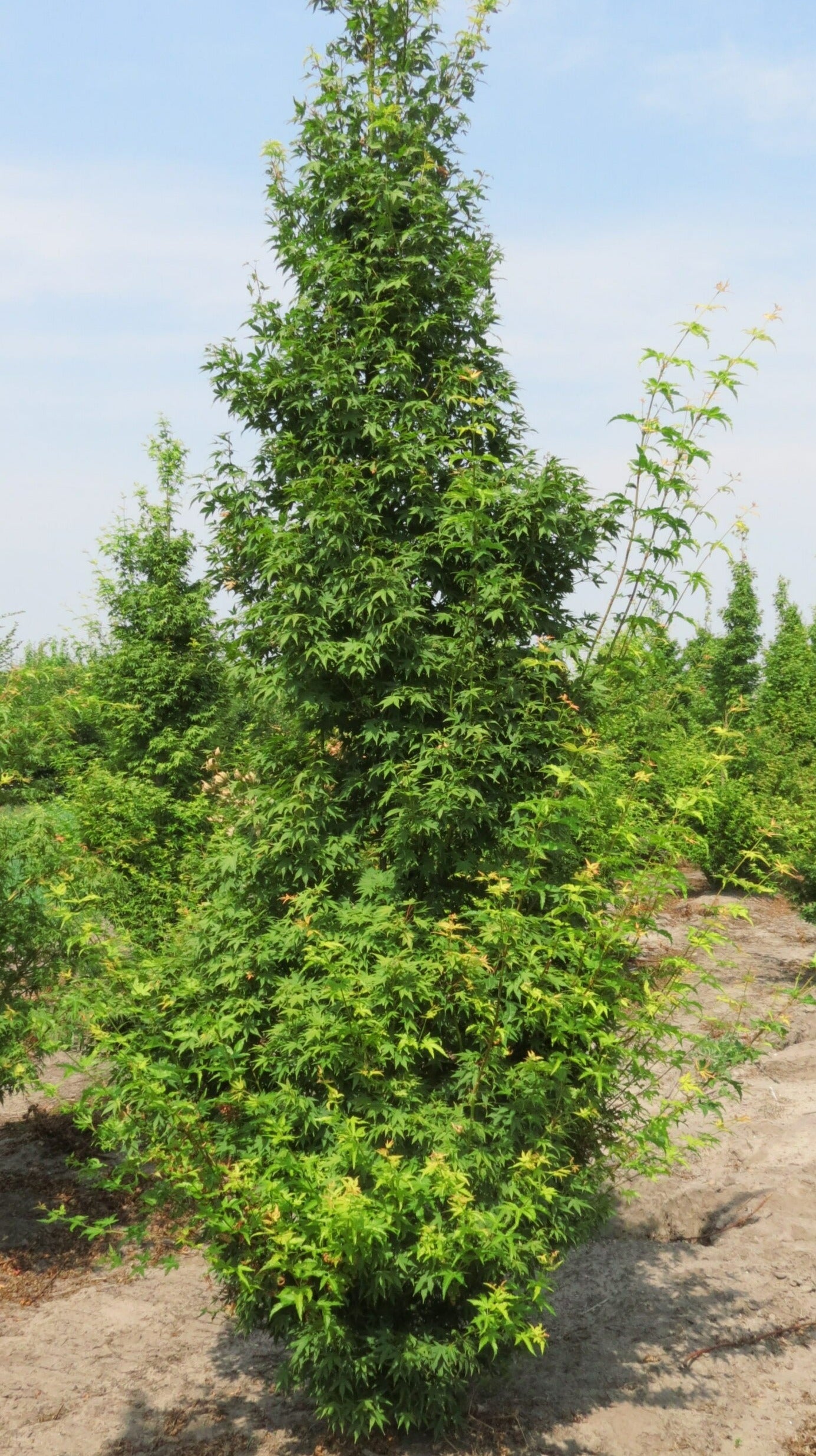 Acer palmatum 'Tsukasa Silhouette'