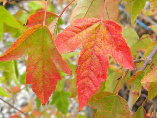 Acer buergerianum 'Angyo Weeping'