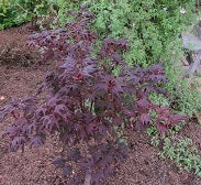 Acer circinatum 'Burgundy Jewel'