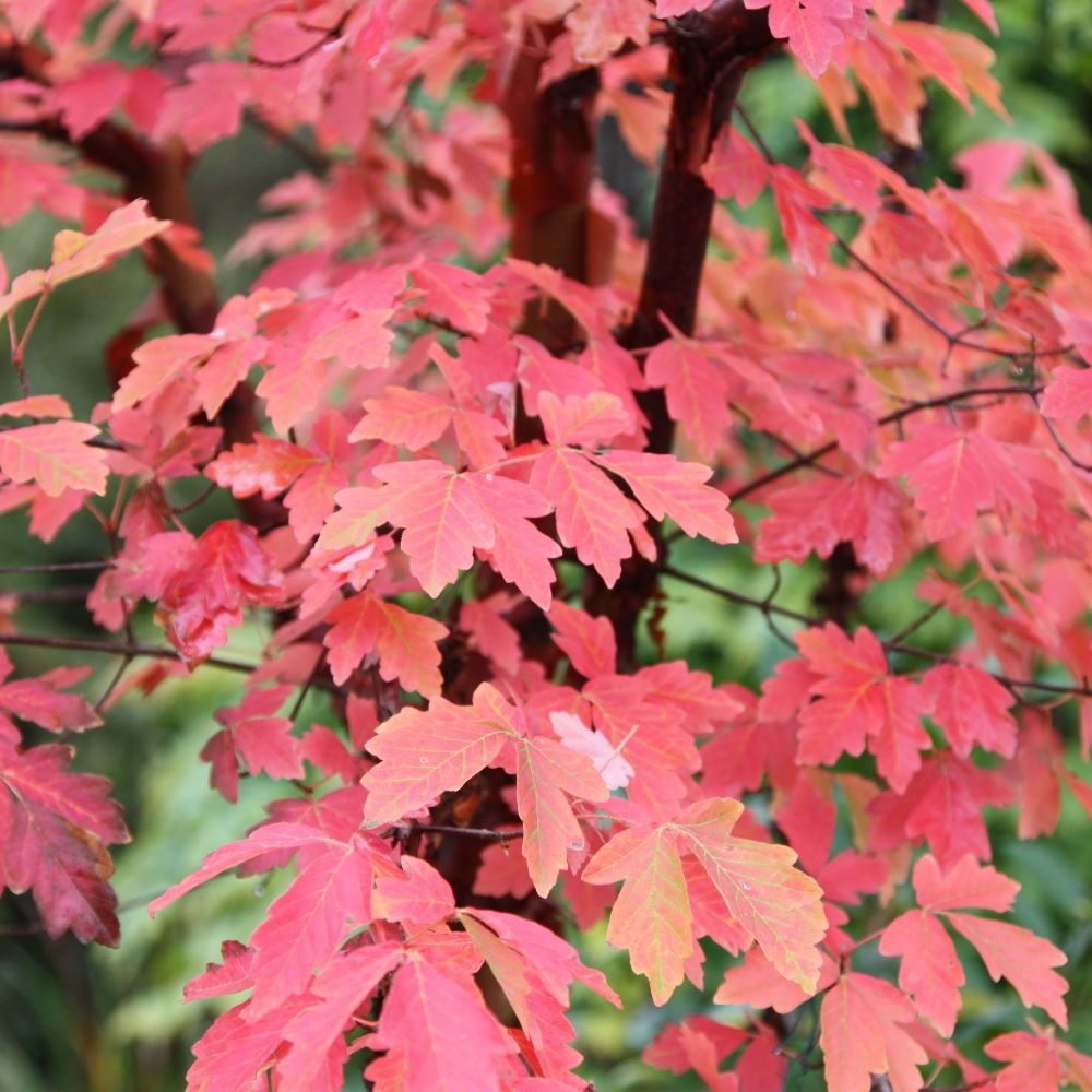 Acer griseum