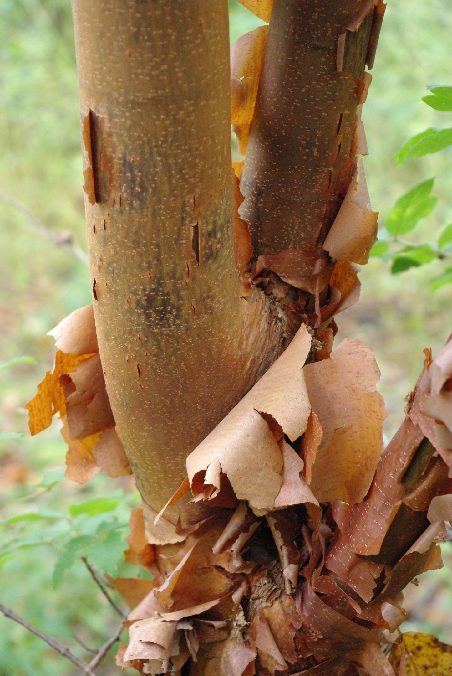 Acer griseum