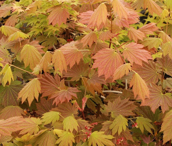 Acer japonicum 'Emmett's Pumpkin'
