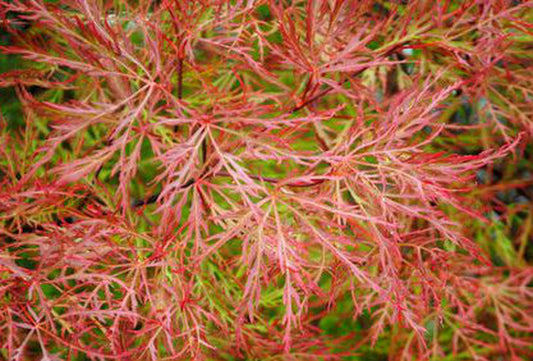 Acer palmatum 'Chantilly Lace'