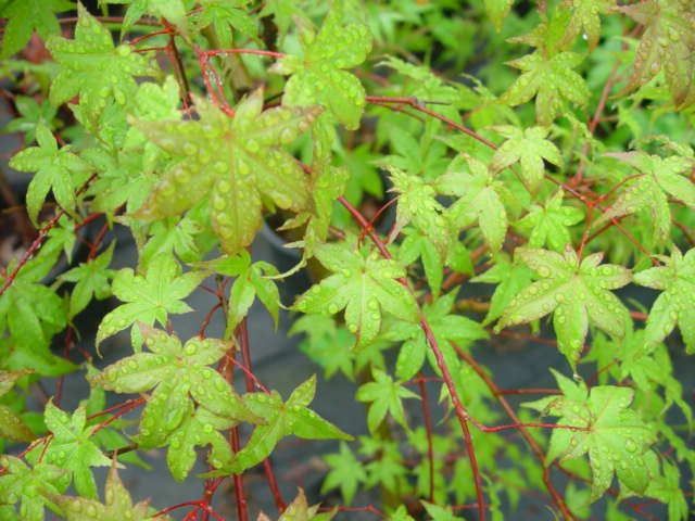 Acer palmatum 'Chishio Improved'