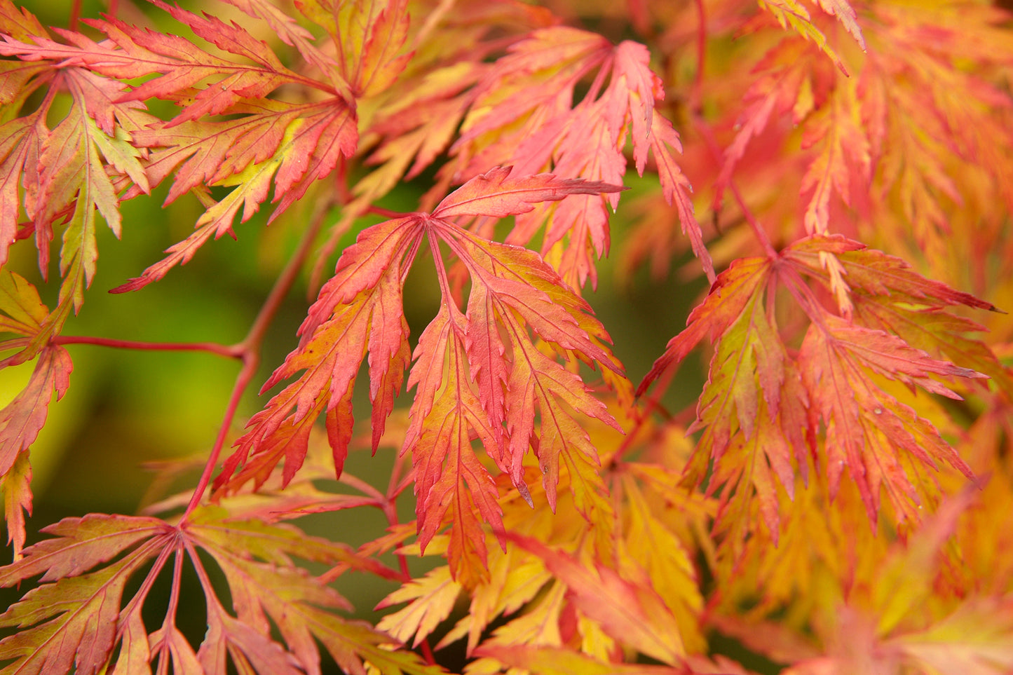 Acer palmatum 'Dissectum'