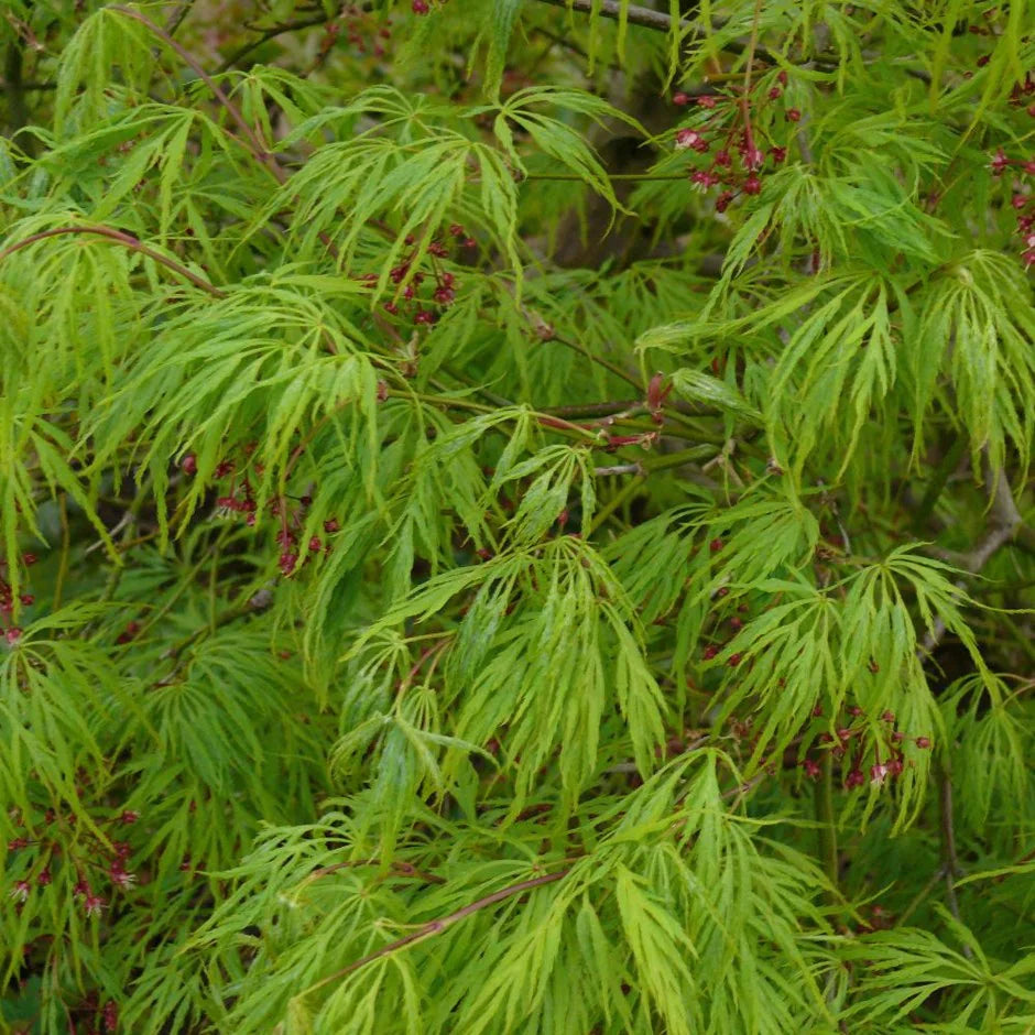 Acer palmatum 'Dissectum'