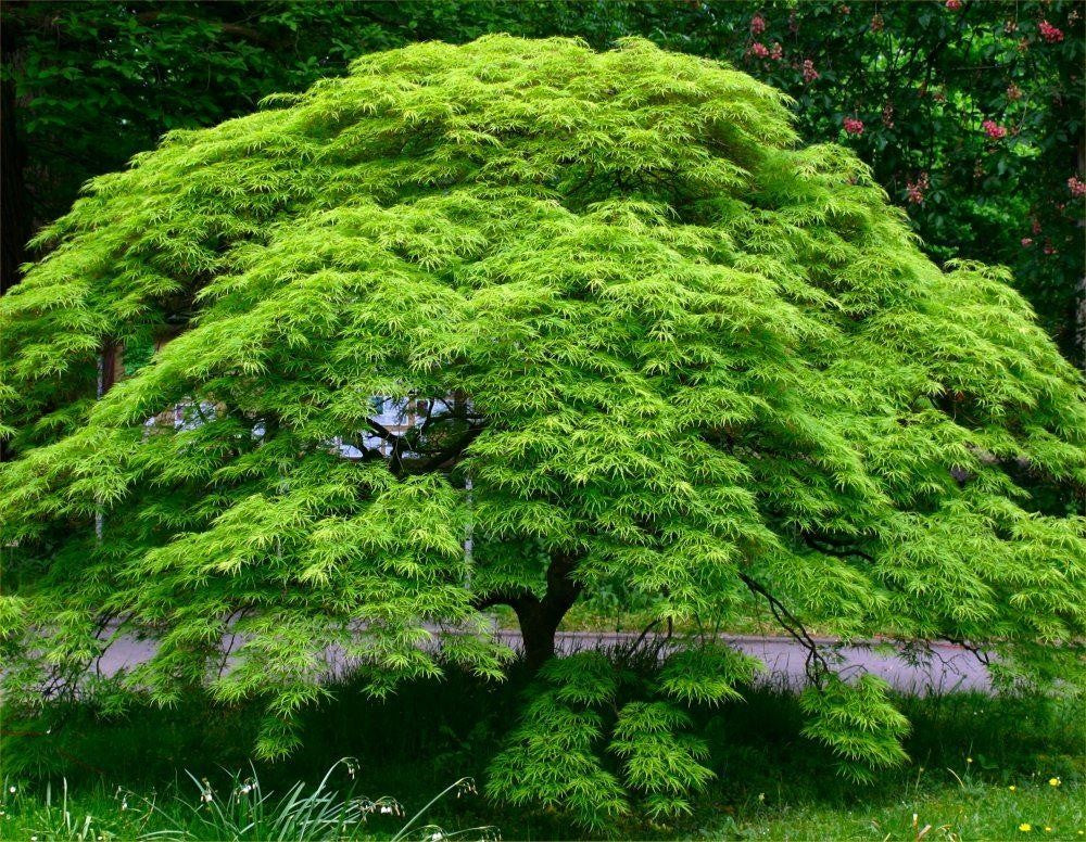 Acer palmatum 'Emerald Lace'