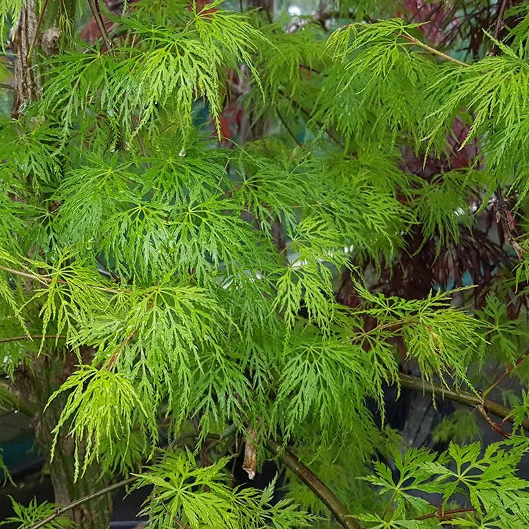 Acer palmatum 'Emerald Lace'