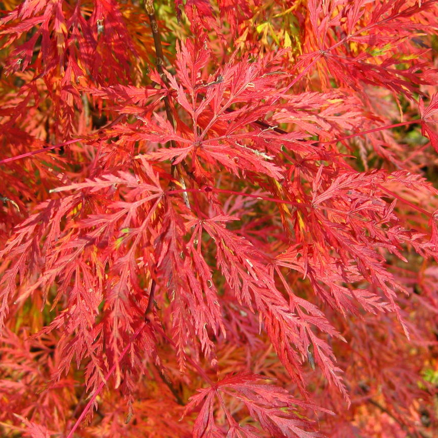 Acer palmatum 'Emerald Lace'