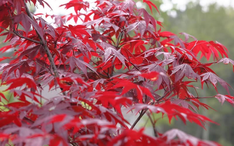 Acer palmatum 'Fireglow'