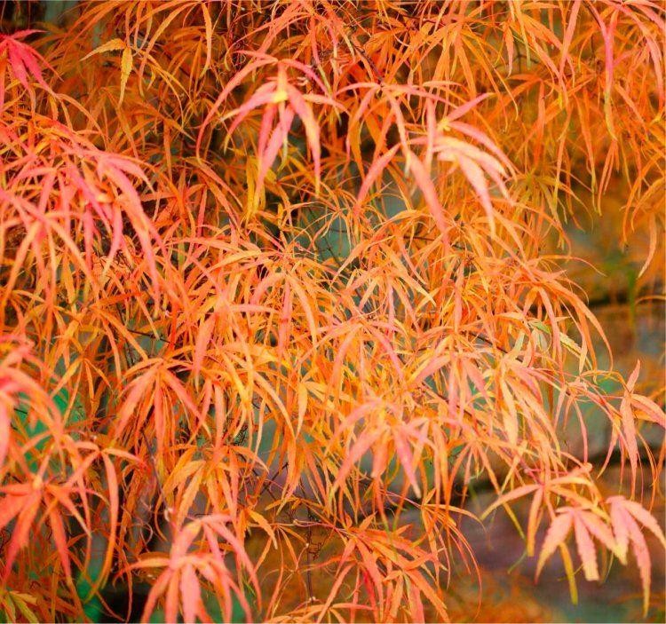 Acer palmatum 'Koto-no-ito'