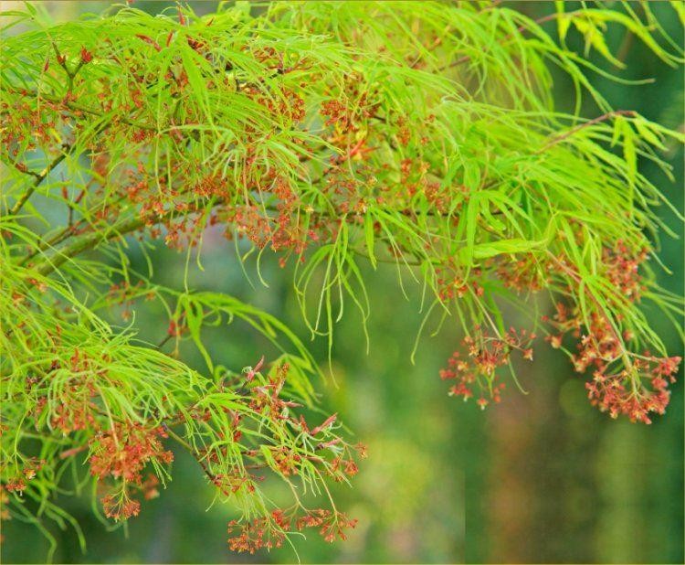 Acer palmatum 'Koto-no-ito'