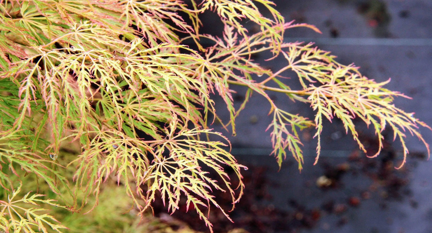 Acer palmatum 'Lemon Lime Lace'