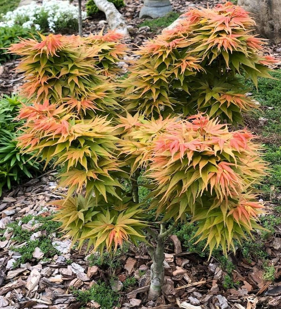 Acer palmatum 'Mayday'